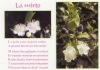 La mirto