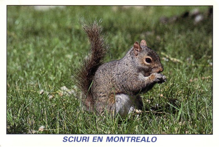 Sxiuroj en Montrealo