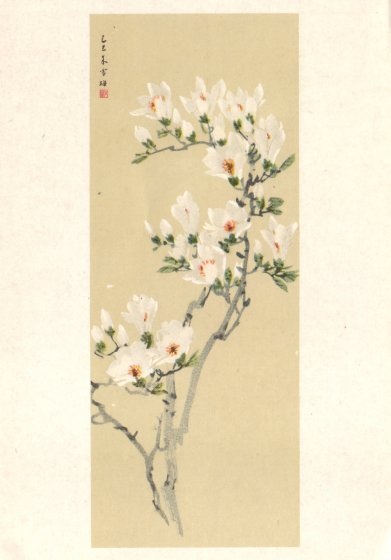 Magnolio