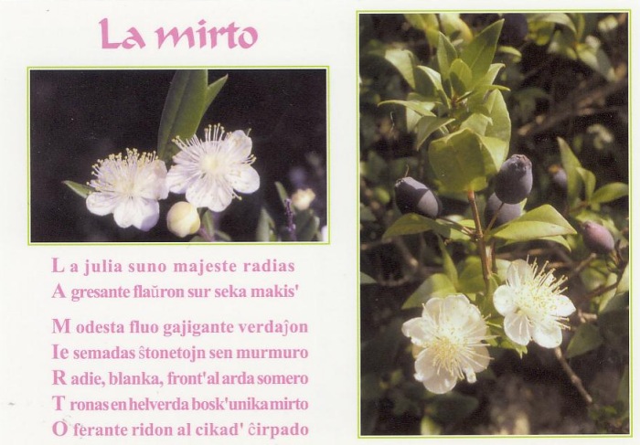 La mirto