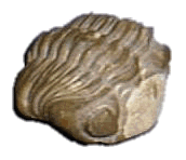 Trilobulo