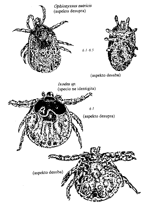 artropodoj de amfibioj kaj reptilioj