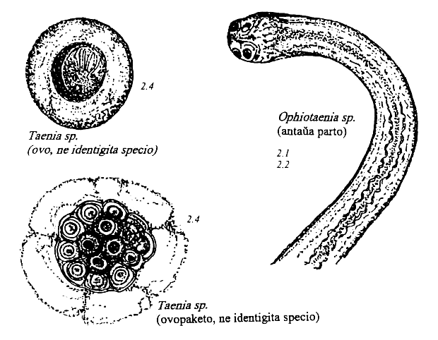 cestodoj de amfibioj kaj reptilioj