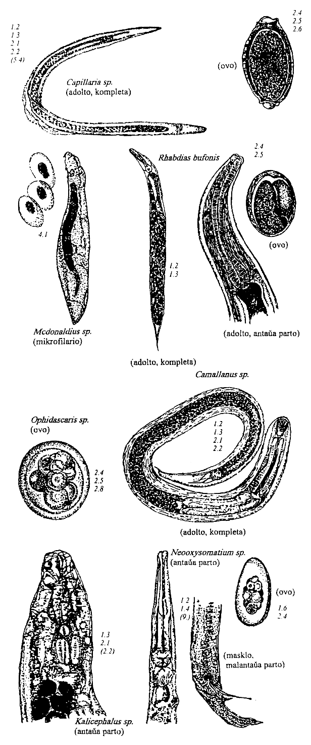 nematodoj de amfibioj kaj reptilioj