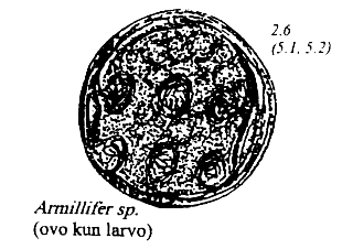 pentastomidoj de amfibioj kaj reptilioj