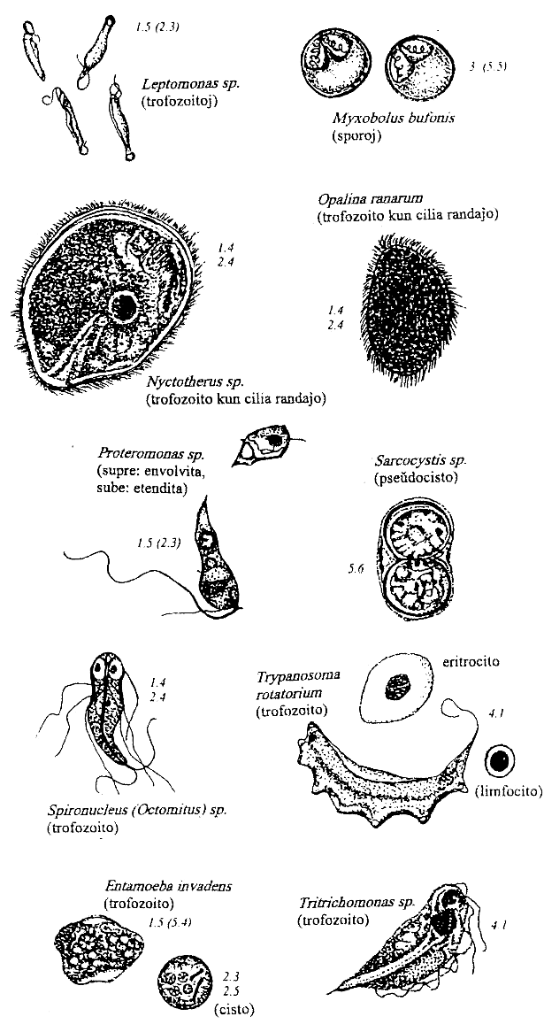protzooj de amfibioj kaj reptilioj