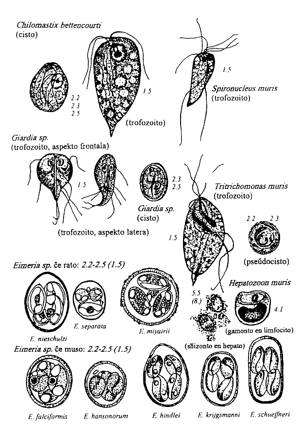 protozooj de muso rato hamstro
